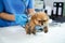 Vet listening PomeranianÂ dog with stetoscope in veterinary clinic. doctor working